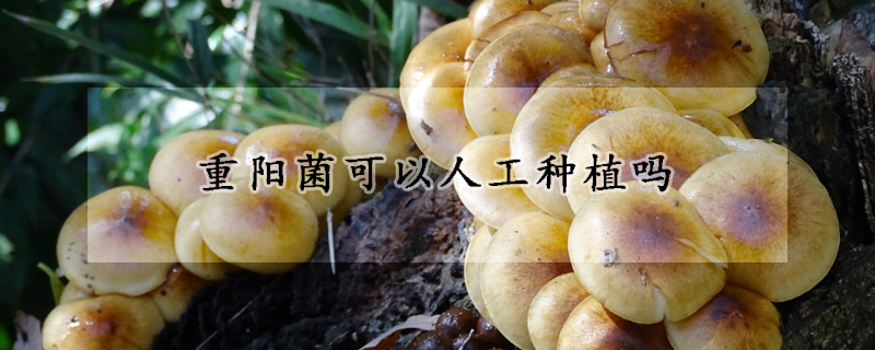 重阳菌可以人工种植吗