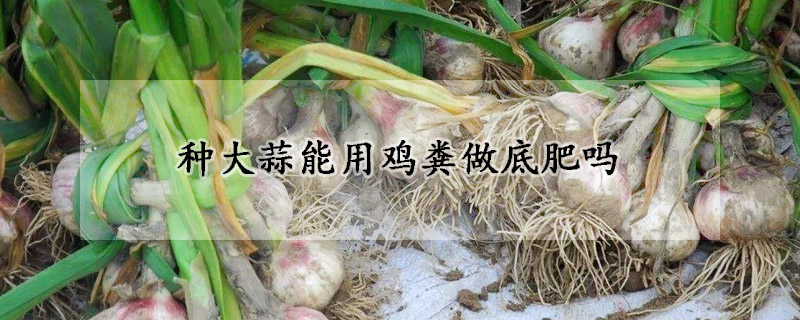 种大蒜能用鸡粪做底肥吗