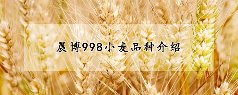 晨博998小麦品种介绍