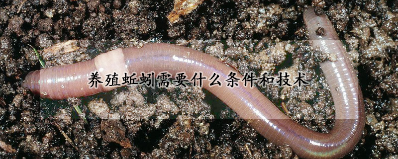 养殖蚯蚓需要什么条件和技术