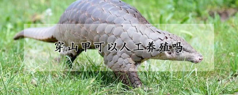 穿山甲可以人工养殖吗