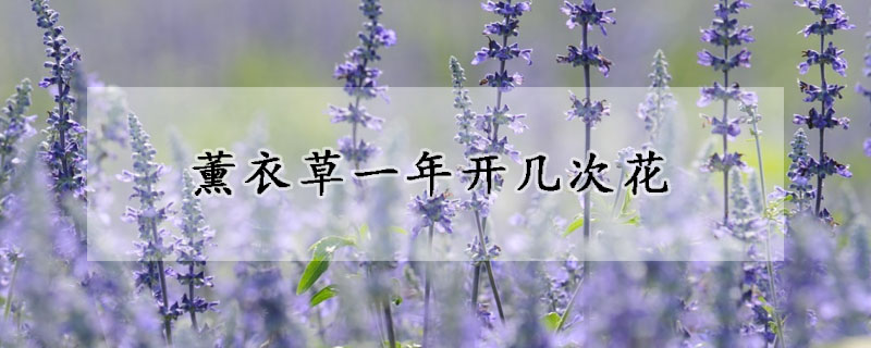 薰衣草一年开几次花