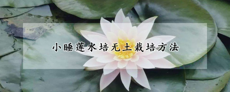 小睡莲水培无土栽培方法