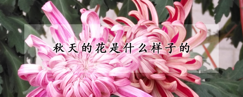 秋天的花是什么样子的