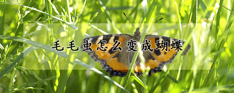 毛毛虫怎么变成蝴蝶