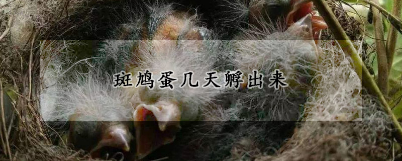 斑鸠蛋几天孵出来
