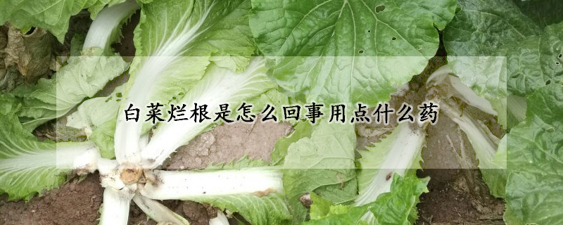 白菜烂根是怎么回事用点什么药