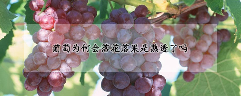 葡萄为何会落花落果是熟透了吗