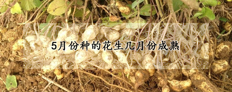 5月份种的花生几月份成熟