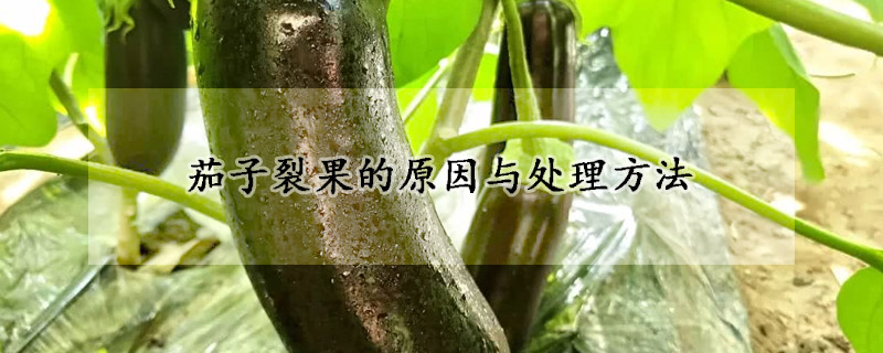 茄子裂果的原因与处理方法