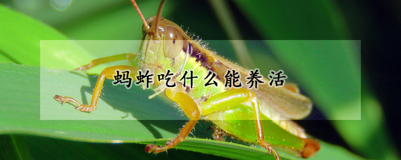蚂蚱吃什么能养活