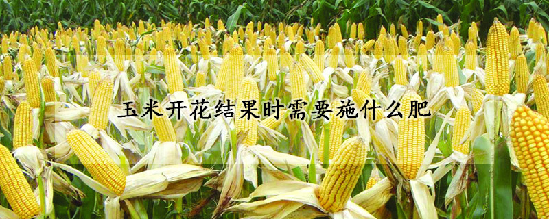 玉米开花结果时需要施什么肥
