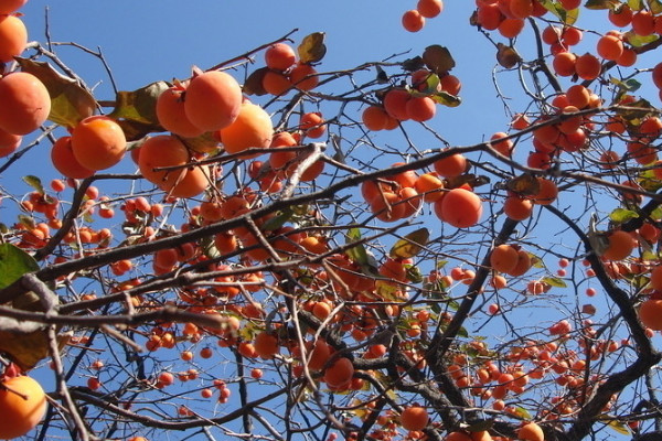 柿子籽怎么种才能发芽