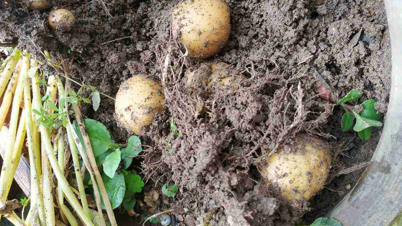 秋土豆种植时间和方法