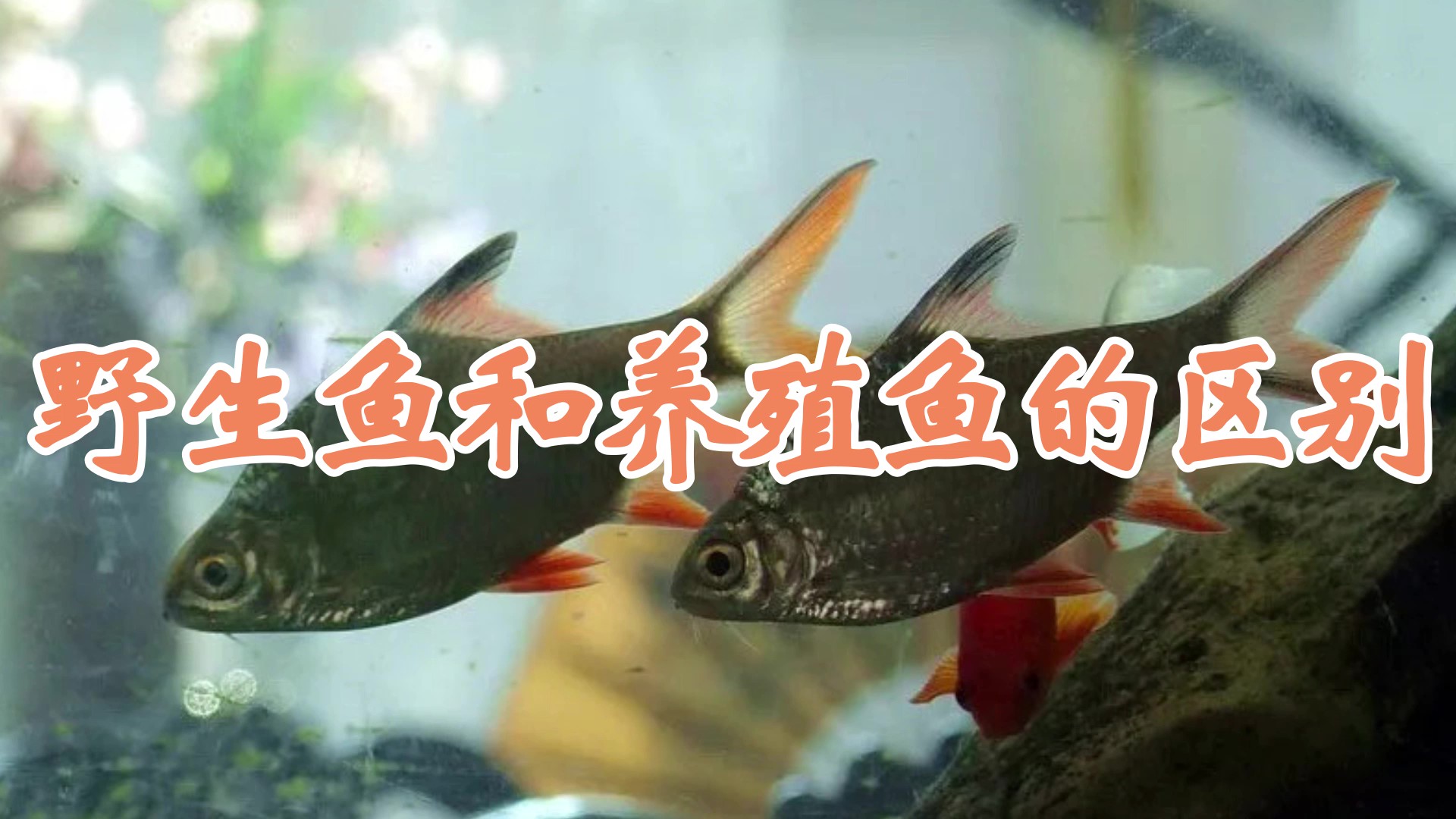 野生鱼和养殖鱼的区别