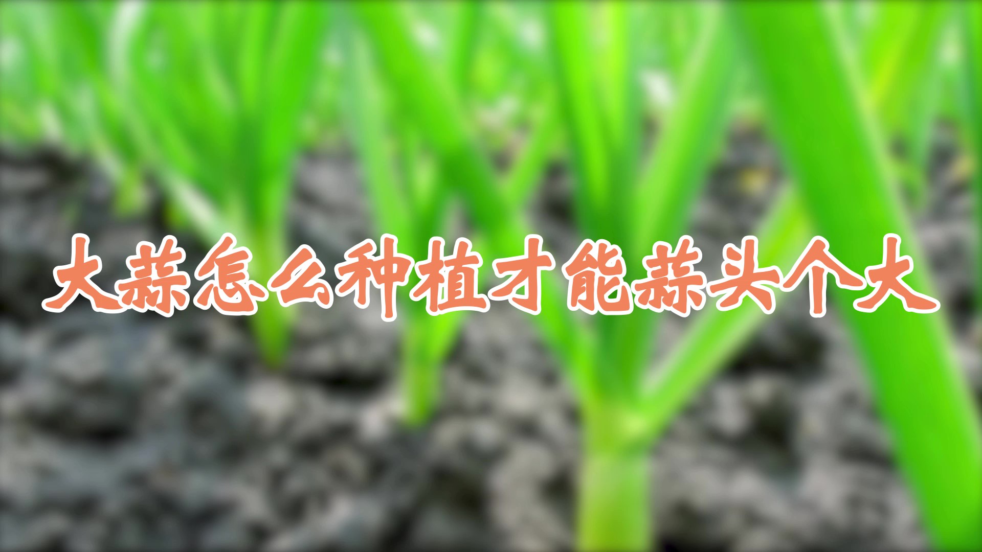 大蒜怎么种植才能蒜头个大