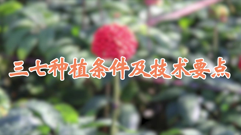 三七种植条件及技术要点