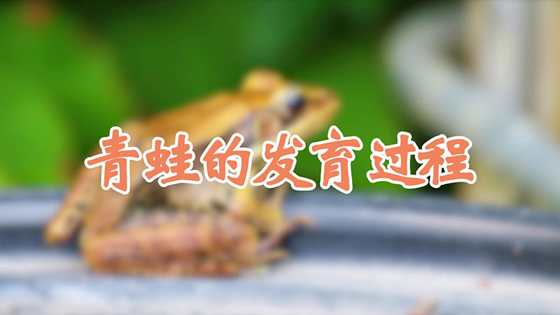 青蛙的发育过程