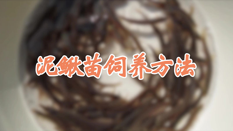 泥鳅苗饲养方法