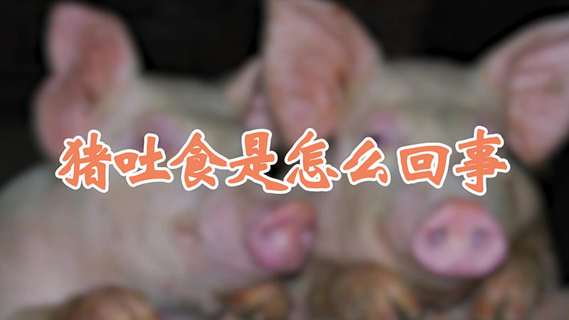 猪吐食是怎么回事