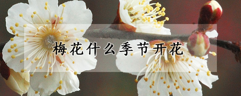 梅花在什么季节开花