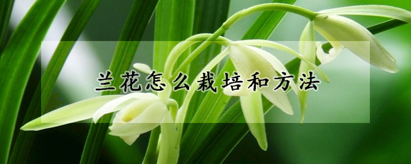 兰花怎么栽培和方法