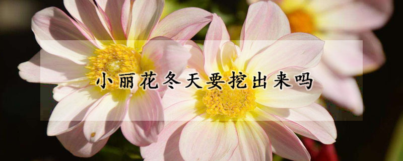 小丽花冬天要挖出来吗