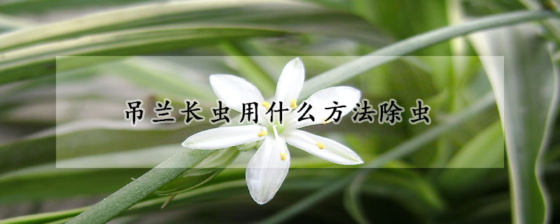 吊兰长虫用什么方法除虫