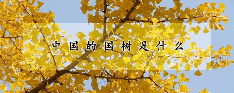 中国的国树是什么