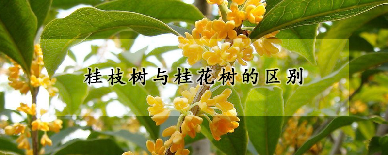 桂枝树与桂花树的区别