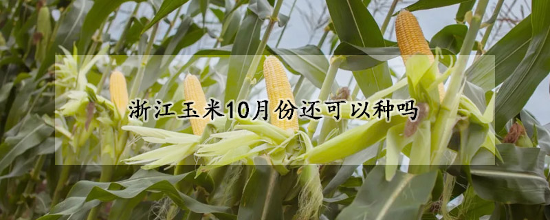 浙江玉米10月份还可以种吗