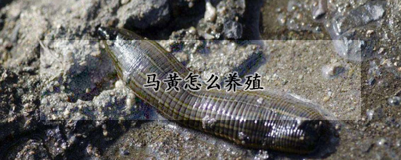 马黄怎么养殖