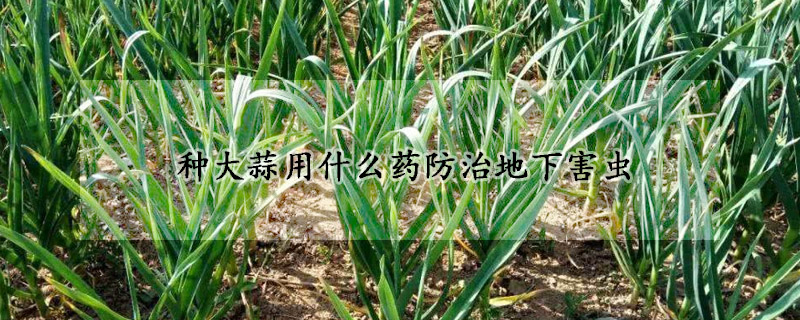 种大蒜用什么药防治地下害虫