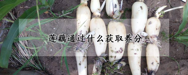 莲藕通过什么获取养分