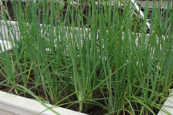 室内种菜怎么种