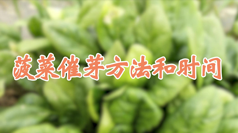 菠菜催芽方法和时间