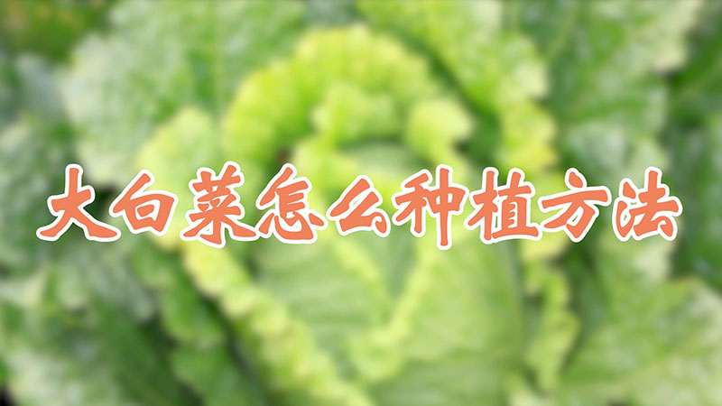 大白菜怎么种植方法