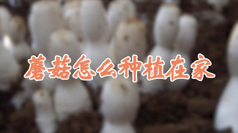 蘑菇怎么种植在家