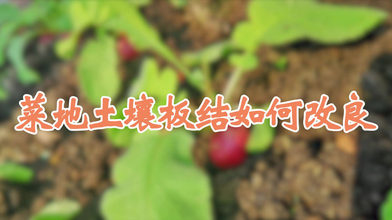 菜地土壤板结如何改良