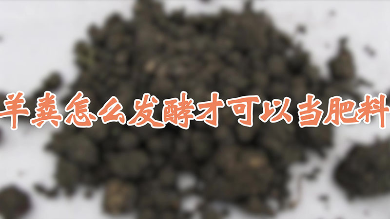 羊粪怎么发酵才可以当肥料