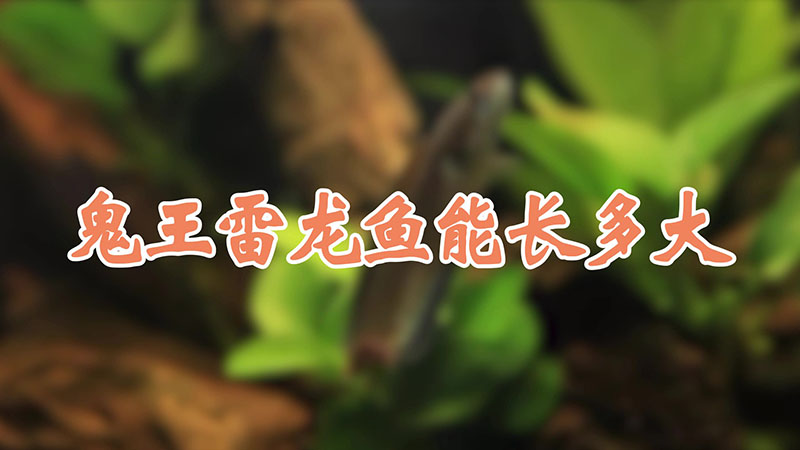 鬼王雷龙鱼能长多大