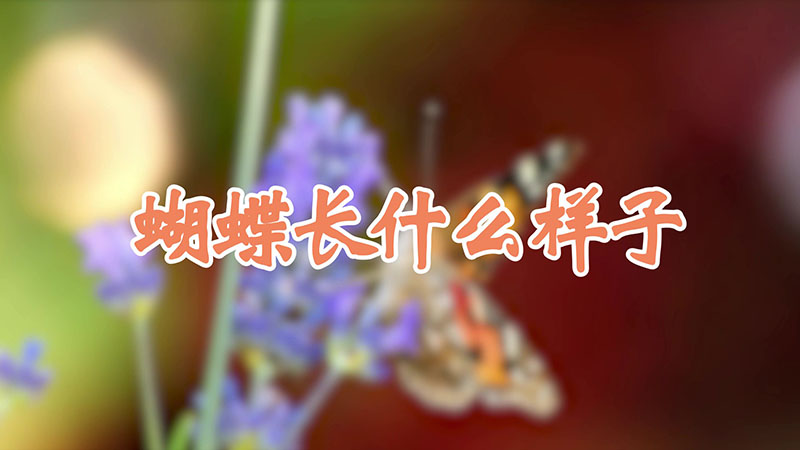 蝴蝶长什么样子