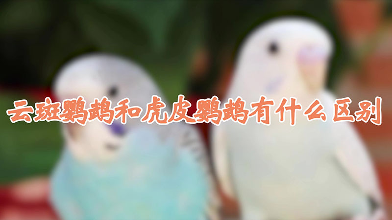 云斑鹦鹉和虎皮鹦鹉有什么区别