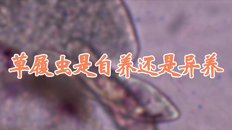 草履虫是自养还是异养