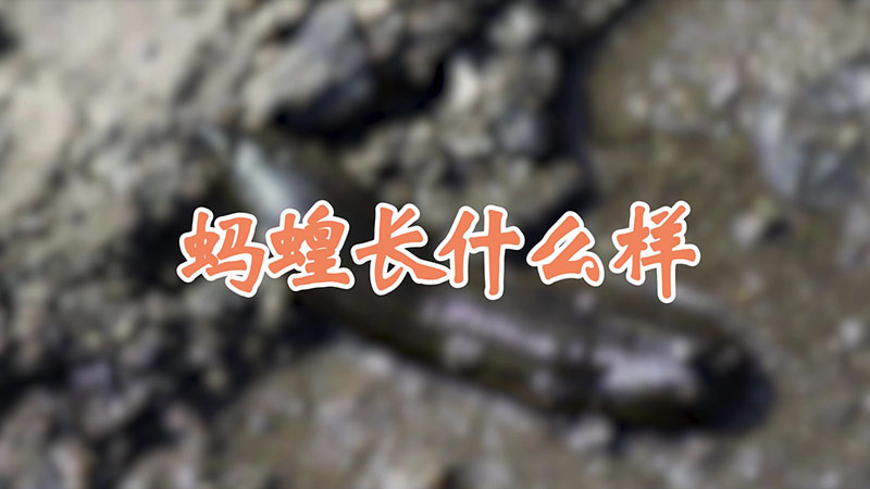 蚂蝗长什么样