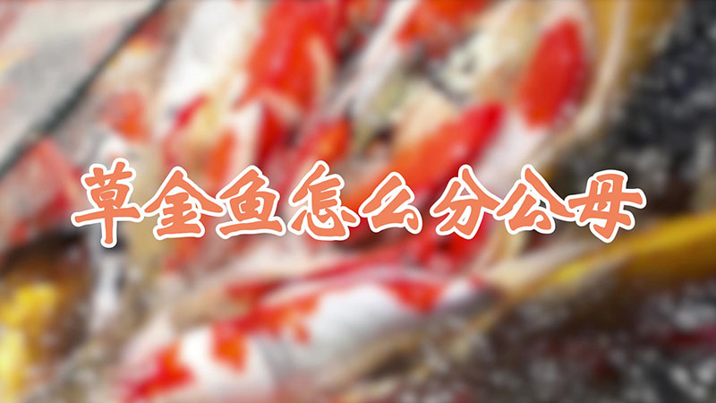 草金鱼怎么分公母