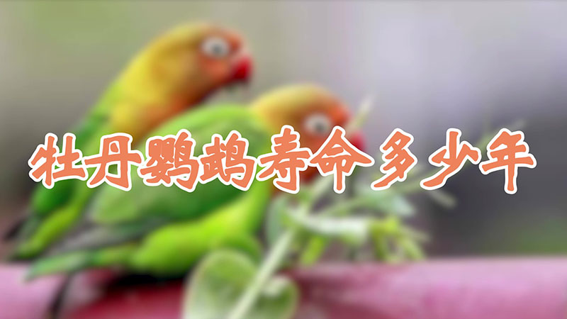 牡丹鹦鹉寿命多少年