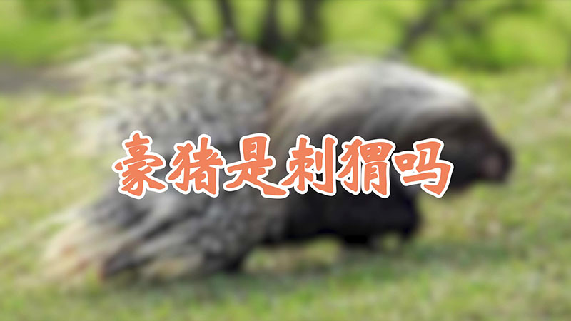 豪猪是刺猬吗