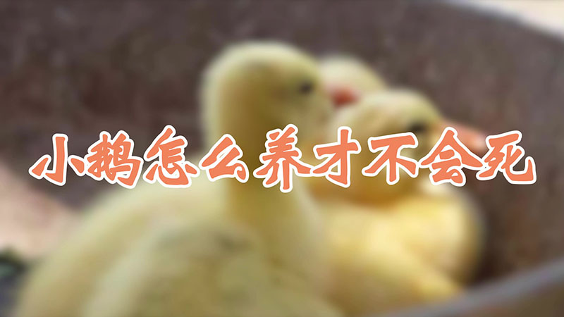 小鹅怎么养才不会死