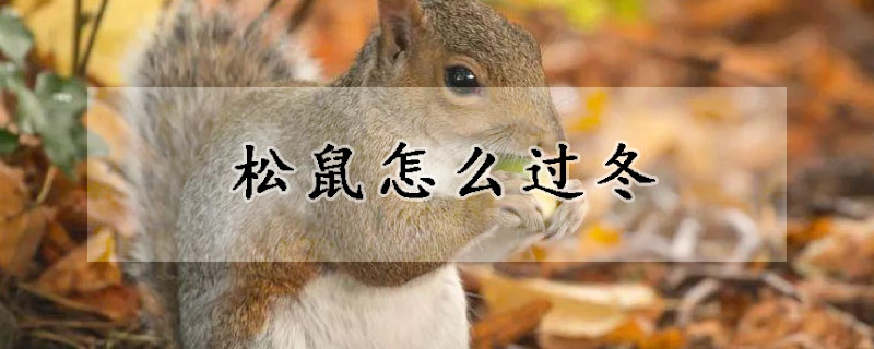松鼠怎么过冬